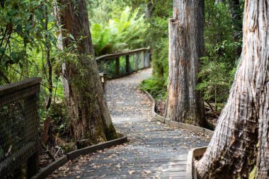 Tazmanya Avustralya 'daki ulusal bir parkta yürüyüş pisti. 