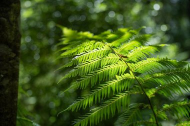 Tazmanya Avustralya 'nın taşrasındaki ormandaki çalılıklarda yetişen eğreltiotu bitkisi..