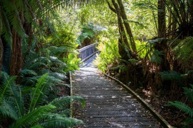 Tazmanya Avustralya 'daki ulusal bir parkta yürüyüş pisti. 