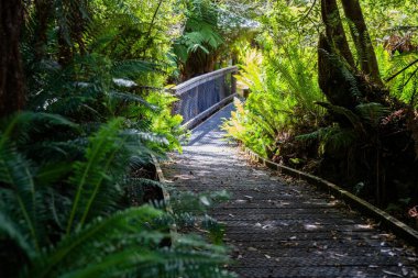 Tazmanya Avustralya 'daki ulusal bir parkta yürüyüş pisti. 