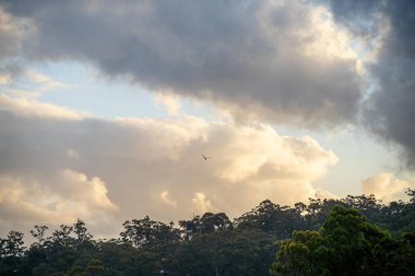 Avustralya ormanlarındaki güzel sakız ağaçları ve çalılar. Gumtrees ve Avustralya 'da yetişen yerel bitkiler