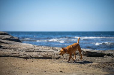 Yazın kumsalda bronz kelpie köpeği 