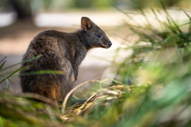 Avustralya çalılıklarında, mavi dağlarda güzel bir padekarpuz ve valabiydi. Ulusal bir parkta Avustralya yaban hayatı 