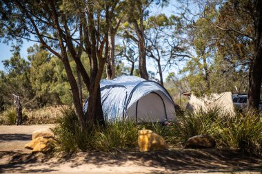 Avustralya 'da yaz aylarında ormanda bir parkta kamp kuran karavan çadırı.
