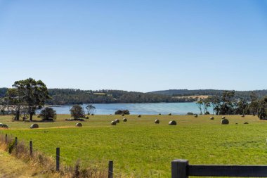saman ve tohum yığını. Çimenlerin filizlendiği saman balyaları. 