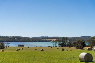 saman ve tohum yığını. Çimenlerin filizlendiği saman balyaları. 