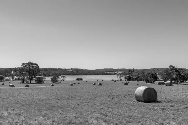 sustainable agriculture Baling hay and silage rolls and bales on a farm