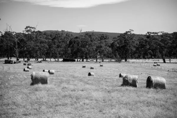 sustainable agriculture Baling hay and silage rolls and bales on a farm