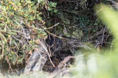 Avustralya çalılıklarında, mavi dağlarda güzel bir padekarpuz ve valabiydi. Avustralya yaban hayatı 