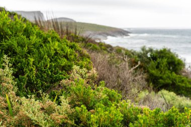 Avustralya sahilinde büyüyen kıyı bitkileri. Ulusal parktaki okyanus kıyısındaki bir uçurumun kenarındaki yerel sahil bitkileri.