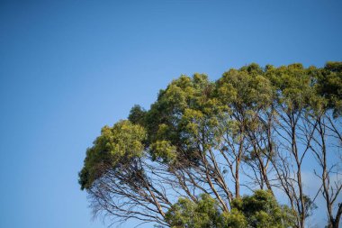 Avustralya sahilinde büyüyen kıyı bitkileri. Ulusal parktaki okyanus kıyısındaki bir uçurumun kenarındaki yerel sahil bitkileri.