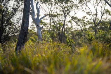 Avustralya sahilinde büyüyen kıyı bitkileri. Ulusal parktaki okyanus kıyısındaki bir uçurumun kenarındaki yerel sahil bitkileri.
