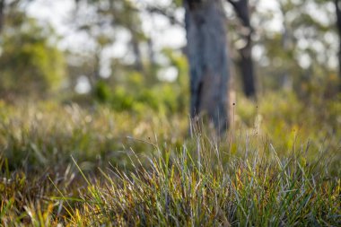 Avustralya sahilinde büyüyen kıyı bitkileri. Ulusal parktaki okyanus kıyısındaki bir uçurumun kenarındaki yerel sahil bitkileri.