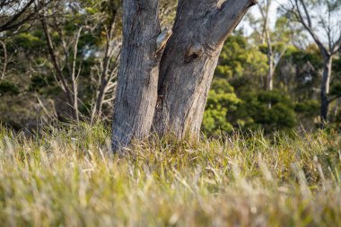 Avustralya sahilinde büyüyen kıyı bitkileri. Ulusal parktaki okyanus kıyısındaki bir uçurumun kenarındaki yerel sahil bitkileri.