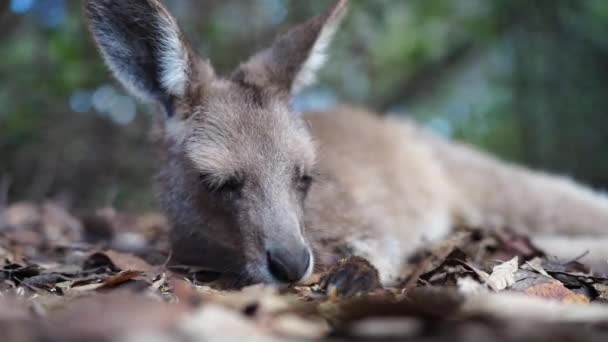 Yazın Bir Çayırdaki Avustralya Ormanında Kanguru — Stok video