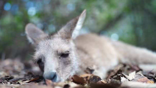 Kangura Australijskim Krzaku Łąkach Lecie — Wideo stockowe