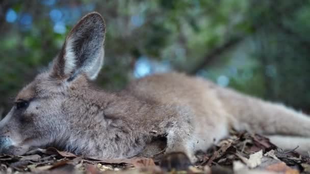 Avustralya Çalılıklarında Mavi Dağlarda Güzel Bir Padekarpuz Valabiydi Ulusal Bir — Stok video