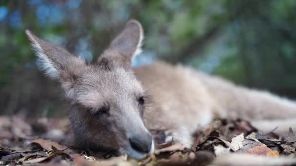 Hermoso Pademelon Wallaby Arbusto Australiano Las Montañas Azules Nsw Vida — Vídeo de stock