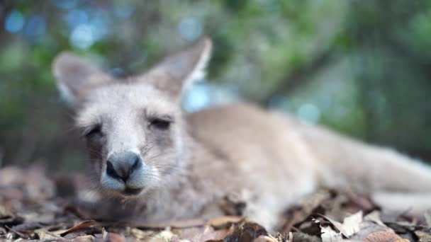 Gyönyörű Pademelon Wallaby Ausztrál Bokorban Kék Hegyekben Nsw Ausztrál Vadvilág — Stock videók