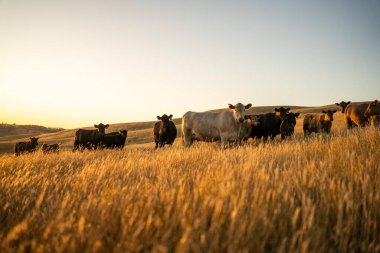 Yenilenebilir tarım çiftliğindeki bir tarlada inek sürüsü. Avustralya 'da yaz mevsiminde uzun kuru otlar