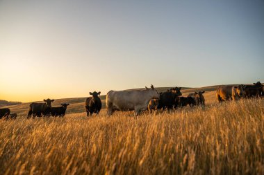 Avustralya 'daki güzel sığırlar ot yer, otlakta otlarlar. Tarımsal bir çiftlikte yetiştirilen sığır sürüsü. Sürdürülebilir tarım ürünleri. 