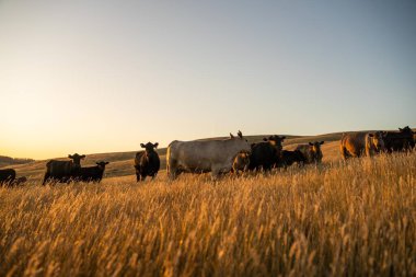 Otlayan ineklerin portresi. Toprakta karbon izolasyonu olan CO2 depolayan rejeneratif tarım çiftliği 