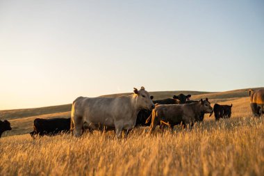 Avustralya 'daki güzel sığırlar ot yer, otlakta otlarlar. Tarımsal bir çiftlikte yetiştirilen sığır sürüsü. Sürdürülebilir tarım ürünleri. 