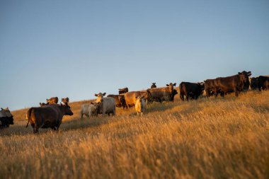 Güneybatı Victoria, Avustralya 'da otlayan şişman sığır ve buzağılar. Yazın kuru, uzun otlaklarda otlamak. Türleri anüs ve murray grisidir.