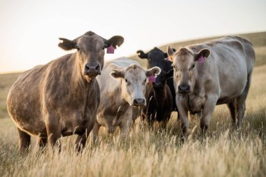 Otlayan ineklerin portresi. Toprakta karbon izolasyonu olan CO2 depolayan rejeneratif tarım çiftliği 