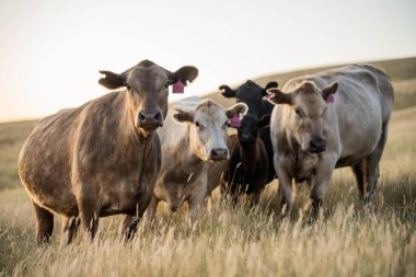 Avustralya 'da rejeneratif tarımla uğraşan bir çiftlikteki yerli otların üzerinde otlayan şişman sığırlar. Otlaktaki Hereford sığırları. Gün batımında altın ışıkla bir tarlada inekler.