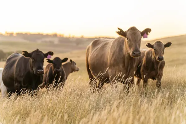 Avustralya 'da rejeneratif tarımla uğraşan bir çiftlikteki yerli otların üzerinde otlayan şişman sığırlar. Otlaktaki Hereford sığırları. Gün batımında altın ışıkla bir tarlada inekler.