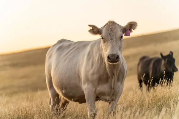 Fette Rinderkühe Und Kälber Weiden Auf Gras Südwesten Von Victoria — Stockfoto