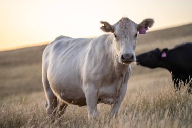 Avustralya 'da rejeneratif tarımla uğraşan bir çiftlikteki yerli otların üzerinde otlayan şişman sığırlar. Otlaktaki Hereford sığırları. Gün batımında altın ışıkla bir tarlada inekler.