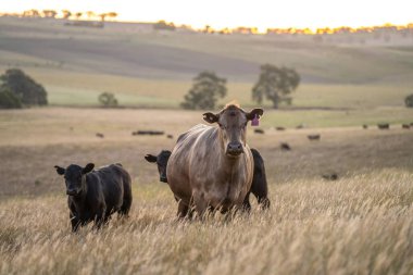 Angus ineklerini bir çiftlikteki sığır çiftliğinde bedavaya besliyorlar. İnek portresi. Yakından.