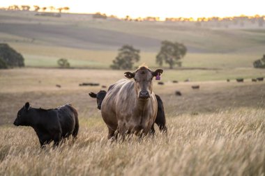 Avustralya 'daki güzel sığırlar ot yer, otlakta otlarlar. Tarımsal bir çiftlikte yetiştirilen sığır sürüsü. Sürdürülebilir tarım ürünleri. 