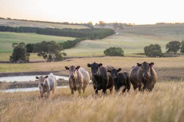 Avustralya 'da yaz aylarında kurak bir kuraklıkta gün batımında bir tarlada inek. 