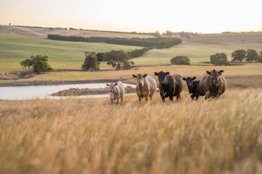 Avustralya 'da rejeneratif tarımla uğraşan bir çiftlikteki yerli otların üzerinde otlayan şişman sığırlar. Otlaktaki Hereford sığırları. Gün batımında altın ışıkla bir tarlada inekler.