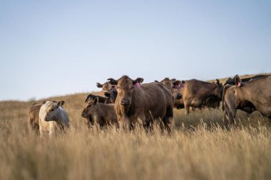 Angus ineklerini bir çiftlikteki sığır çiftliğinde bedavaya besliyorlar. İnek portresi. Yakından.