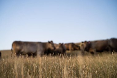 Avustralya 'da rejeneratif tarımla uğraşan bir çiftlikteki yerli otların üzerinde otlayan şişman sığırlar. Otlaktaki Hereford sığırları. Gün batımında altın ışıkla bir tarlada inekler.