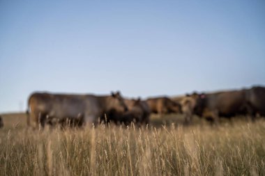 Angus ve Murray Grey İnekleri Avustralya 'da akşam karanlığında uzun otlaklar yiyorlar. 
