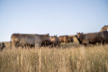 Avustralya 'daki güzel sığırlar ot yer, otlakta otlarlar. Tarımsal bir çiftlikte yetiştirilen sığır sürüsü. Sürdürülebilir tarım ürünleri. 