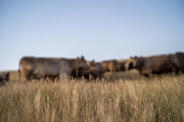 Angus ineklerini bir çiftlikteki sığır çiftliğinde bedavaya besliyorlar. İnek portresi. Yakından.