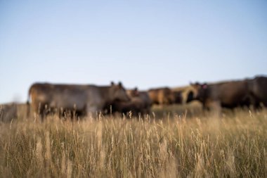 Yenilenebilir tarım çiftliğindeki bir tarlada inek sürüsü. Avustralya 'da yaz mevsiminde uzun kuru otlar