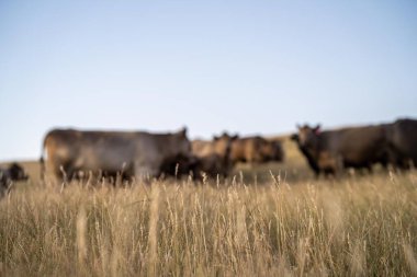 Güneybatı Victoria, Avustralya 'da otlayan şişman sığır ve buzağılar. Yazın kuru, uzun otlaklarda otlamak. Türleri anüs ve murray grisidir.