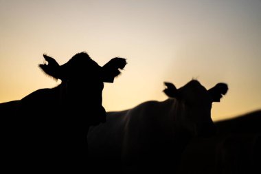 Avustralya 'da rejeneratif tarımla uğraşan bir çiftlikteki yerli otların üzerinde otlayan şişman sığırlar. Otlaktaki Hereford sığırları. Gün batımında altın ışıkla bir tarlada inekler.