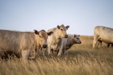 Avustralya 'da yaz aylarında kurak bir kuraklıkta gün batımında bir tarlada inek. 