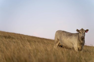 Avustralya 'da yaz aylarında kurak bir kuraklıkta gün batımında bir tarlada inek. 