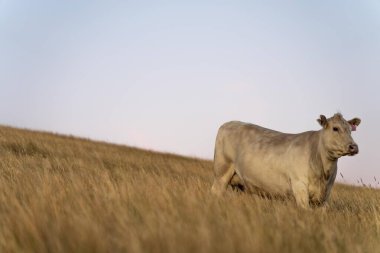 Angus ineklerini bir çiftlikteki sığır çiftliğinde bedavaya besliyorlar. İnek portresi. Yakından.