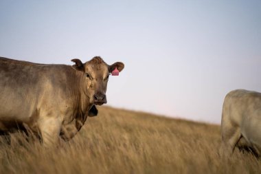 Angus ve Murray Grey İnekleri Avustralya 'da akşam karanlığında uzun otlaklar yiyorlar. 