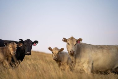 Angus ve Murray Grey İnekleri Avustralya 'da akşam karanlığında uzun otlaklar yiyorlar. 